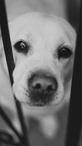 والپیپر زیبای سگ | عکس پس زمینه سگ برای اندروید و آیفون