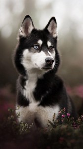 والپیپر زیبای سگ | عکس پس زمینه سگ برای اندروید و آیفون